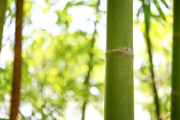 Bamboo branch in the forest, beautiful green nature background.