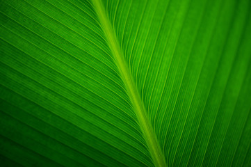 Close up Leave of a banana plant.