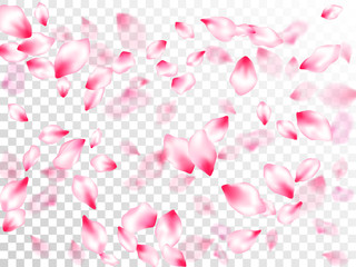 Japanese cherry blossom pink flying petals