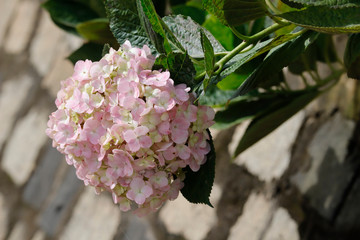 Hydrangea blossoming by the wall