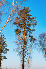 Pine and birch trees, illuminated by the sun, against the sky and snow, beautiful winter landscape, natural background