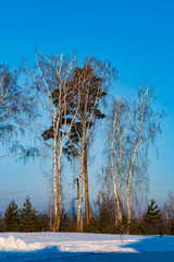 Pine and birch trees, illuminated by the sun, against the sky and snow, beautiful winter landscape, natural background