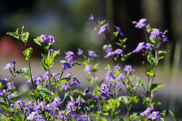 Forget me not in sunlight