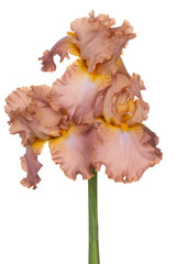 iris flower isolated