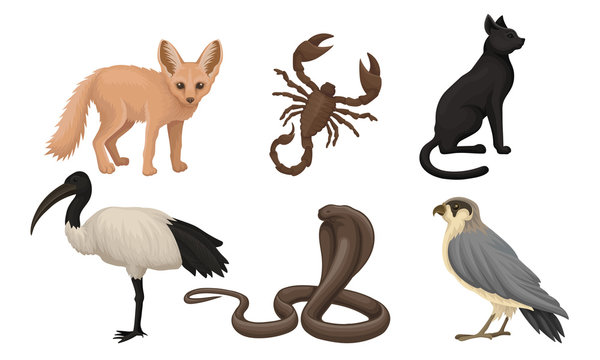 Desert Animals Drawing Images – Browse 18,942 Stock Photos, Vectors, and  Video | Adobe Stock