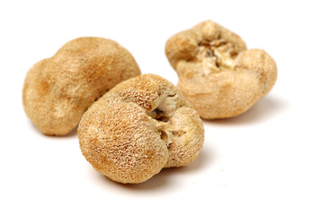 hericium erinaceus on white background