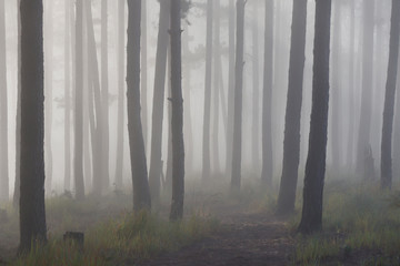 Fototapeta premium Pine forest in morning mist