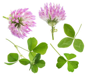 Clover or trefoil leaves and flowers on white background. Close-up.