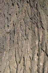 Tree bark texture