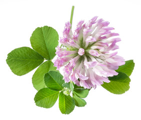 Clover or trefoil leaves and flowers on white background. Close-up.