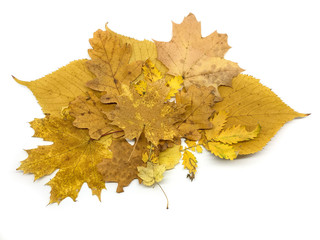 Bunch of yellow autumn leaves isolated on a white background. Old leaves background.