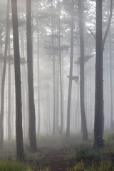 Pine forest in morning mist