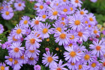 Purple autumn flowers called asters.
