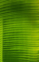 Green banana leaf background.