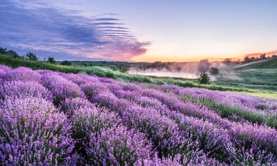 Foto op Plexiglas Kleurrijke bloeiende lavandula of lavendelveld in het licht van de dageraad. © volff
