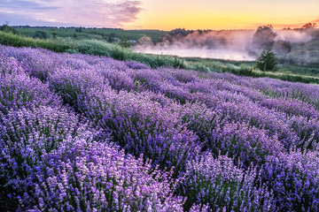 Naklejka premium Colorful flowering lavandula or lavender field in the dawn light.