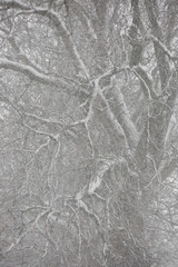 Wintertime - snow in the forest
