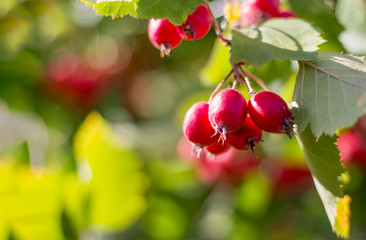 Ripe hawthorn berries on a Sunny day, close-up