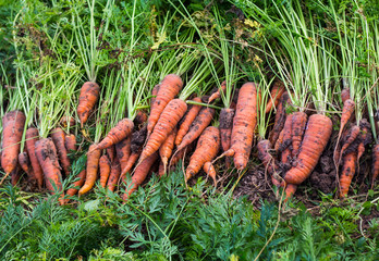 lies on the bed just dug out of the ground dirty carrots, harvesting