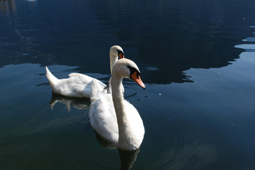 couple of white swan swimming at lake