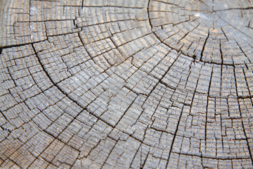 Fototapeta premium Wooden cross section