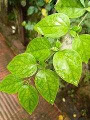 green leaves with drops of water