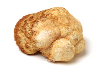 Hericium erinaceus on white background © zcy