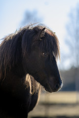 Backlit side portrait of a black Icelandic horse in sunlight