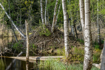 Beavers nest or hut in a swamp area in Sweden