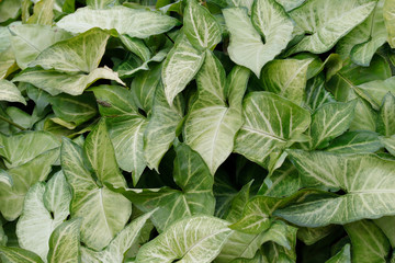 ivy Hedera helix green creeping plant closeup as background or design for Wallpaper