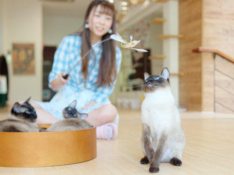 Chinese Young Woman Play With Several Siamese Cats At Home In Sunny Afternoon, Focused On Cat Head Up Looking At Flying Toys, Happy Girl And Pets Lifestyle.