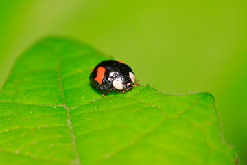 harmonia axyridis