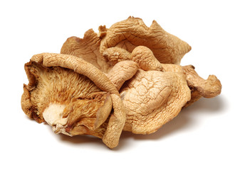 Dry mushrooms on white background