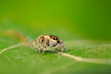 Holoplatys on plant