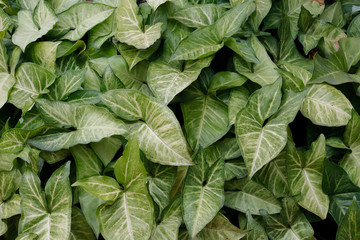 ivy Hedera helix green creeping plant closeup as background or design for Wallpaper