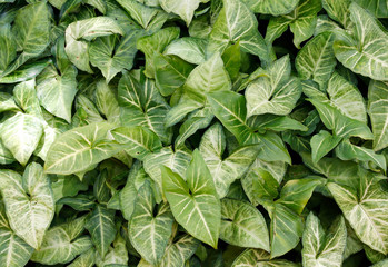 ivy Hedera helix green creeping plant closeup as background or design for Wallpaper