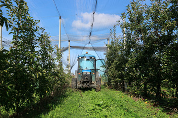 Tractor inside an apple orchard protected by an anti insect net coverings 