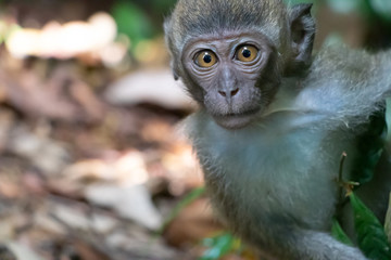 Portrait Makake