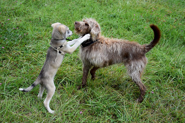 two young dogs play together on the meadow