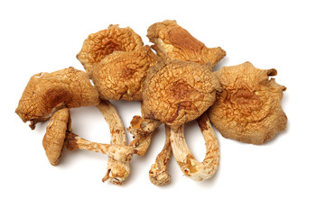 dried mushroom on white background
