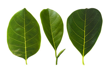 Fototapeta premium three jackfruit leaf isolate whit path