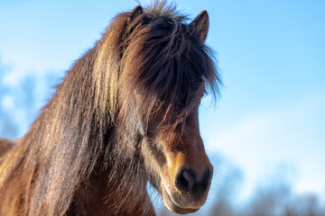 Portrait of a beautiful Icelandic horse stallion in sunlight