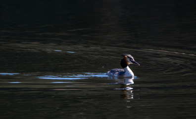 Great Crested Grebe