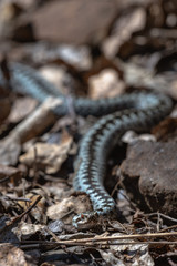 Viper snake lurking among dry leaves in yellow spring sunlight