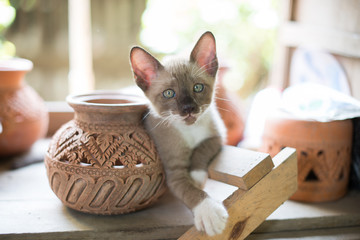 kitten in a basket thailand