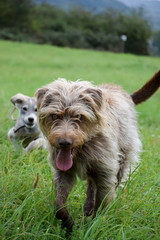 two playing dog friends on the meadow