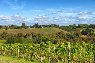 Fototapeta na wymiar Vineyard of the Jurancon wine in the French Pyrenees