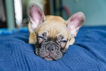 French bulldog puppy sleeping on bed.