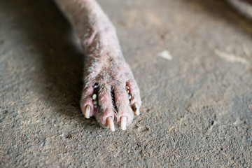 Tick ​​lice eat dog blood