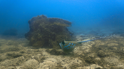 Fototapeta na wymiar Underwaterphoto of a Bluespotted Stingray.
